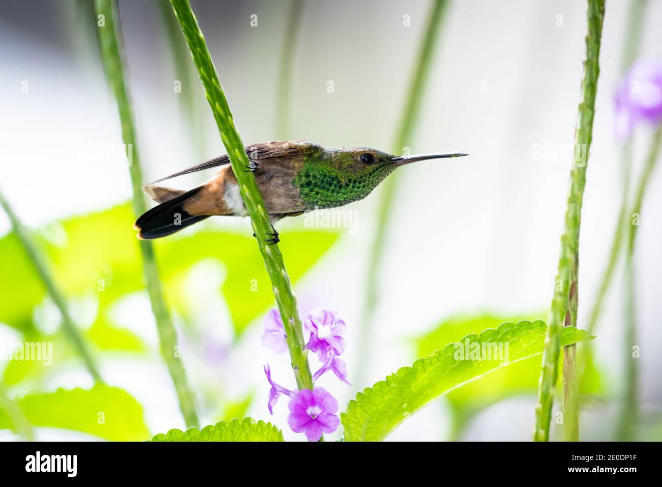 Un giovane colibrì di rame in posizione difensiva che protegge la sua zona. Fauna selvatica in natura. Uccello in giardino. Foto Stock