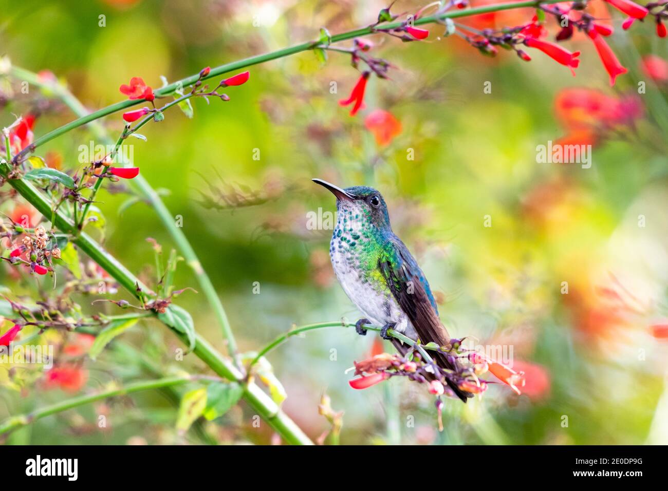 Una colibrì femmina di zaffiro con sgranatura blu (Chlorestes nota) che perza in una pianta di Antigua Heath con fiori rossi e sfondo sfocato. Fauna selvatica Foto Stock