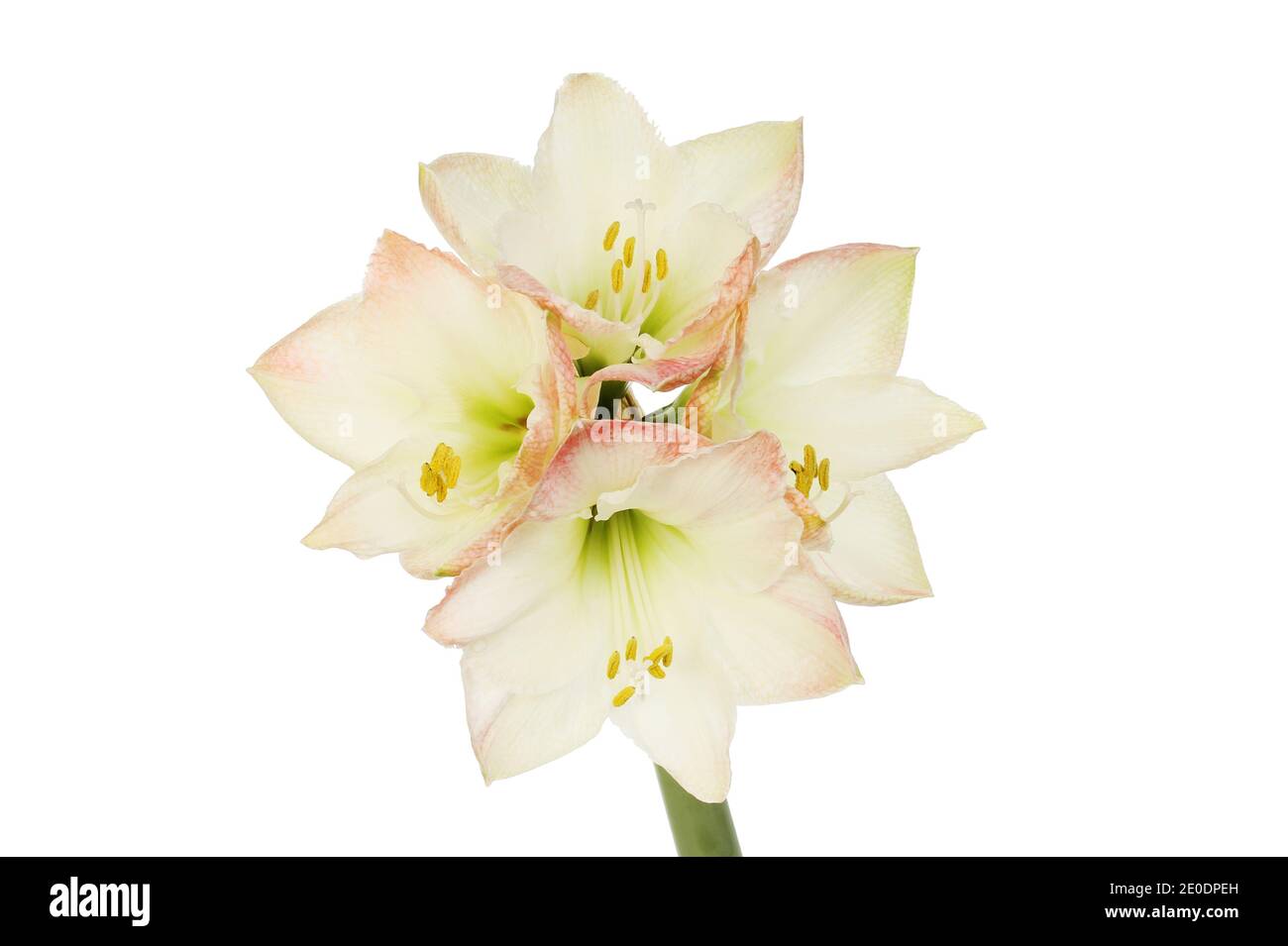 Amaryllis fiori isolati contro white Foto Stock