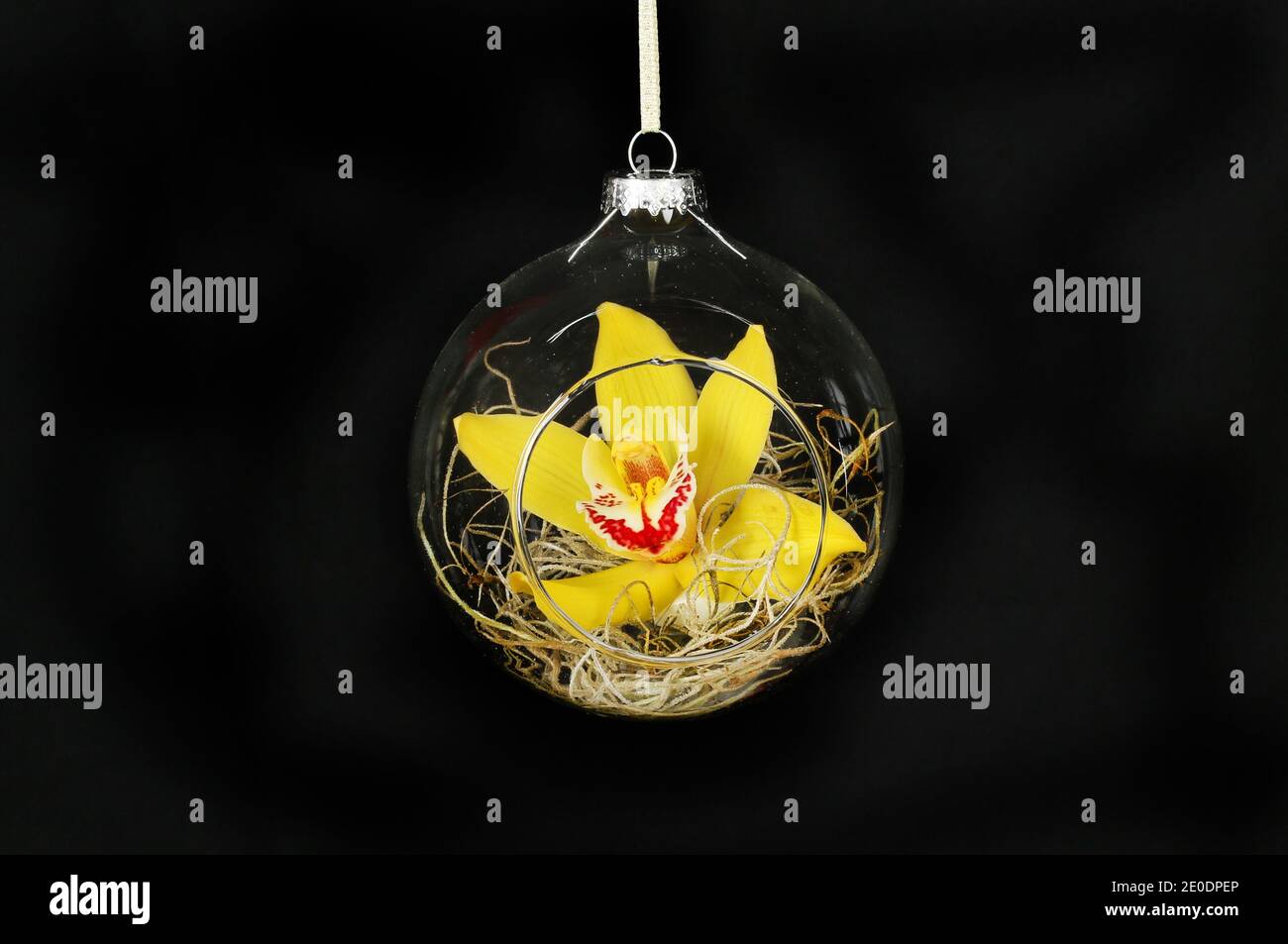 orchidea fiore in un bicchiere Natale bauble isolato contro nero Foto Stock