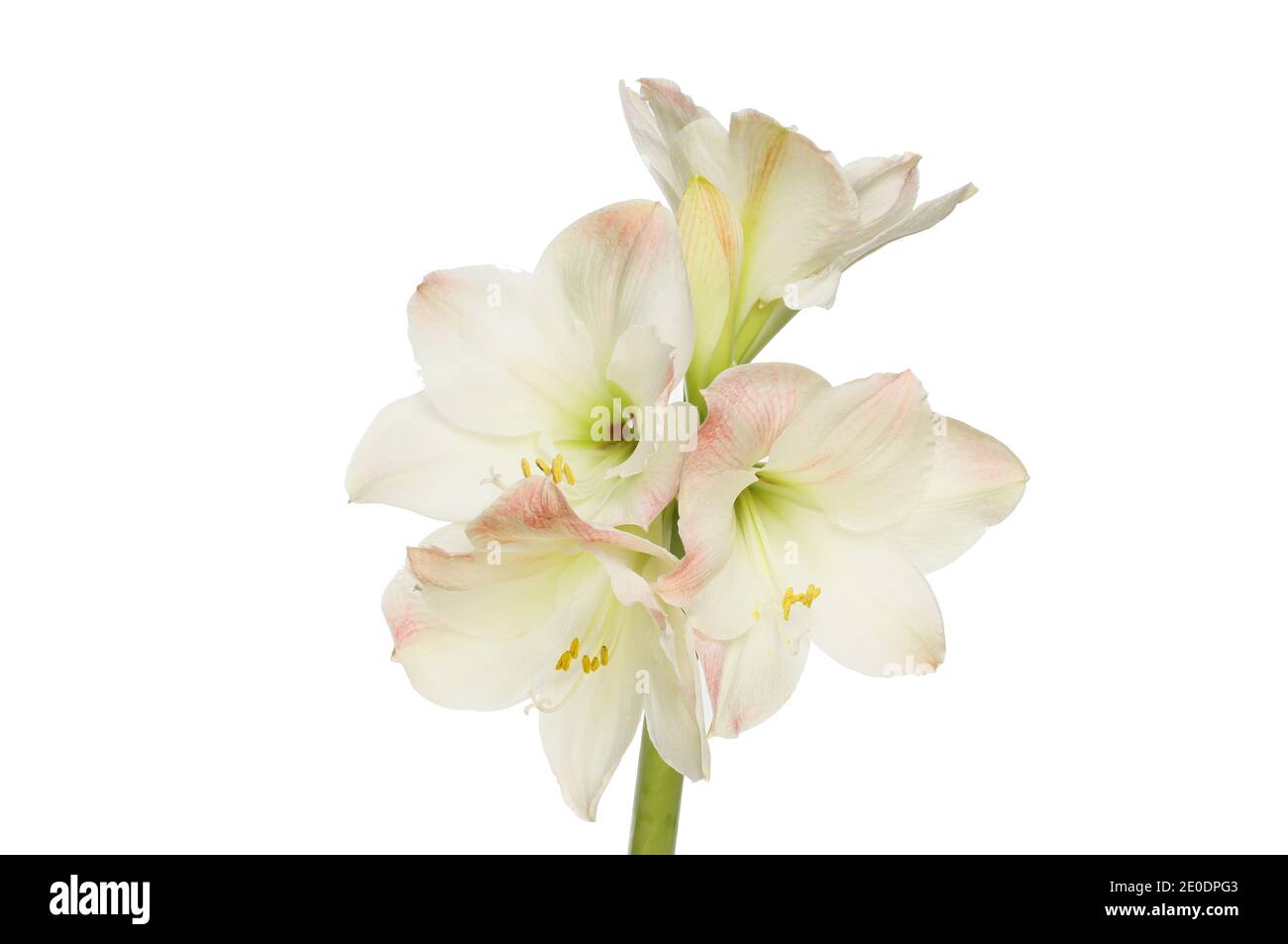 Fiori bianchi e rosa amaryllis isolati contro il bianco Foto Stock