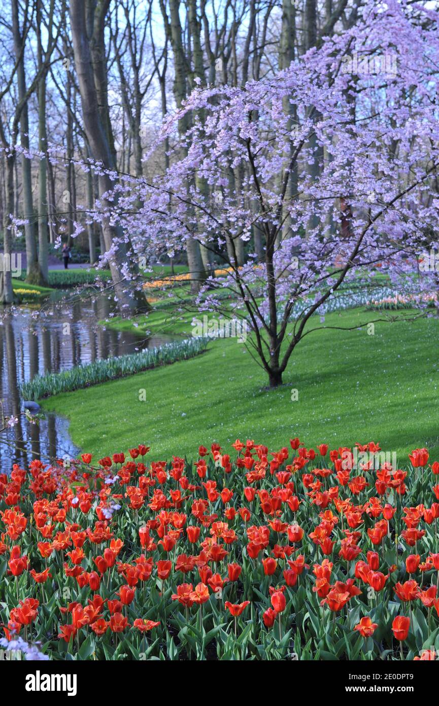 Tulipani di Kaufmanniana rosso-arancio (Tulipa) fioritura precoce di raccolto in un giardino Nel mese di aprile con un fiore di ciliegi e uno stagno a. sfondo Foto Stock