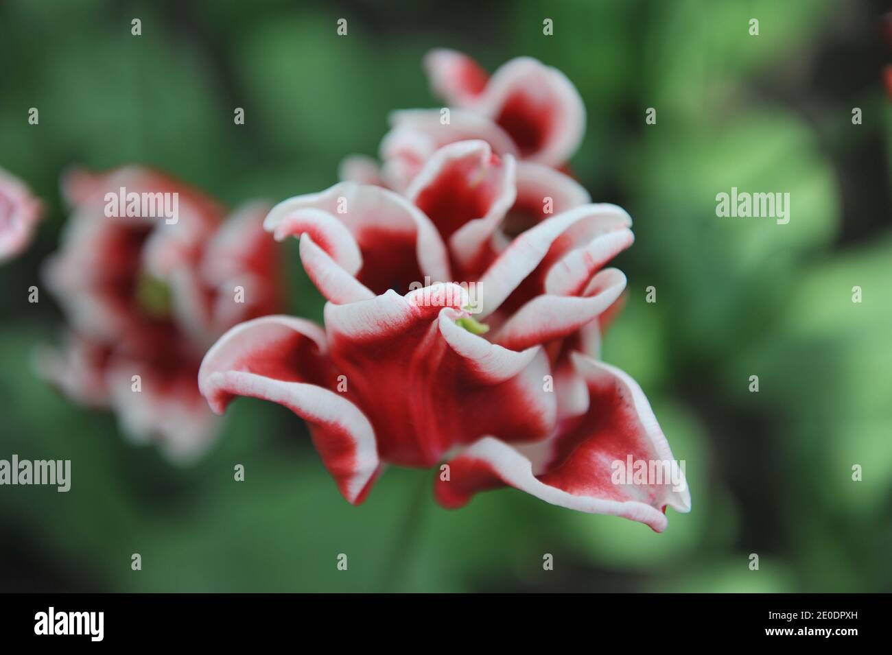 Tulipani coronetti (Tulipa) rosso e bianco elegante fioritura corona Un giardino nel mese di aprile Foto Stock