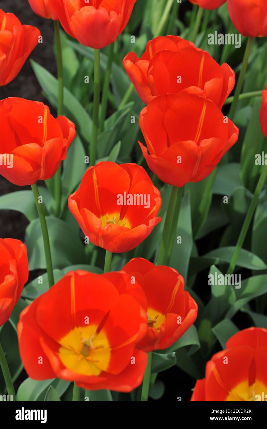 Tulipani trionfi rossi (Tulipa) fuga fiorire in un giardino in Aprile Foto Stock