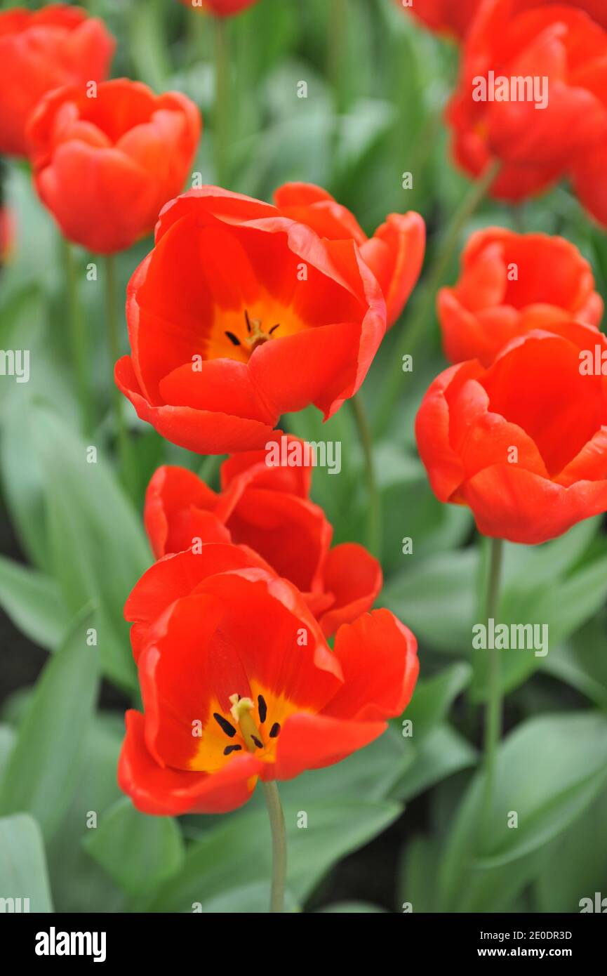 Tulipani trionfi rossi (Tulipa) fuga fiorire in un giardino in Aprile Foto Stock