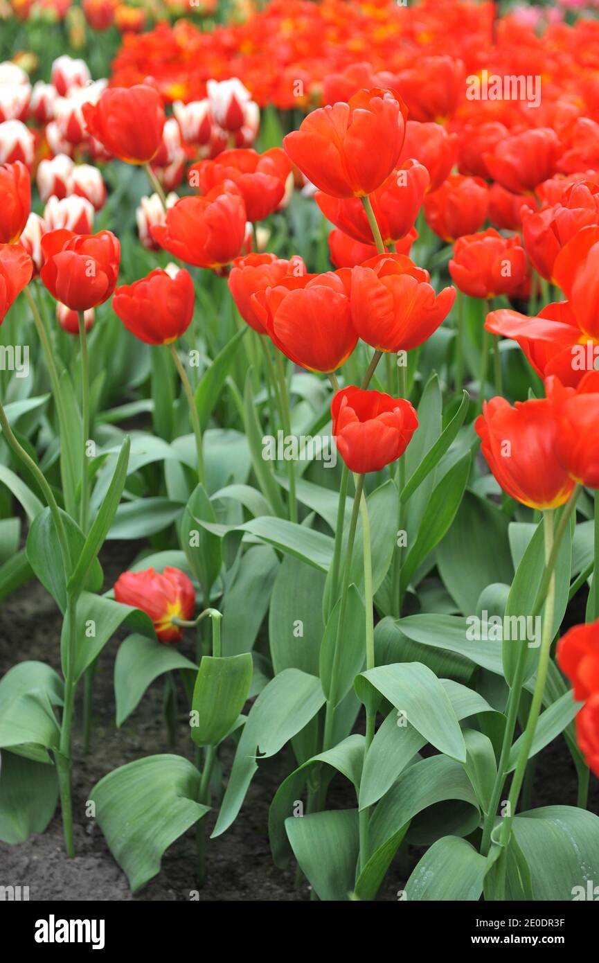 Tulipani trionfi rossi (Tulipa) fuga fiorire in un giardino in Aprile Foto Stock