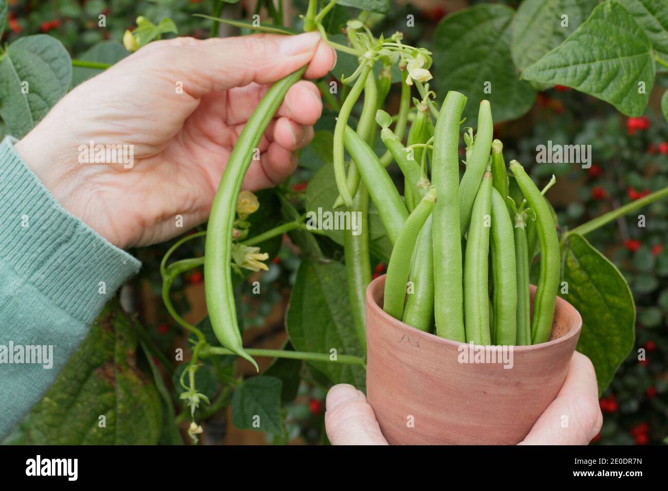 Raccolta Phaseolus vulgaris 'Mamba'. Donna che raccoglie i fagioli francesi coltivati in una pentola di argilla in un terreno vegetale di giardino posteriore. REGNO UNITO Foto Stock