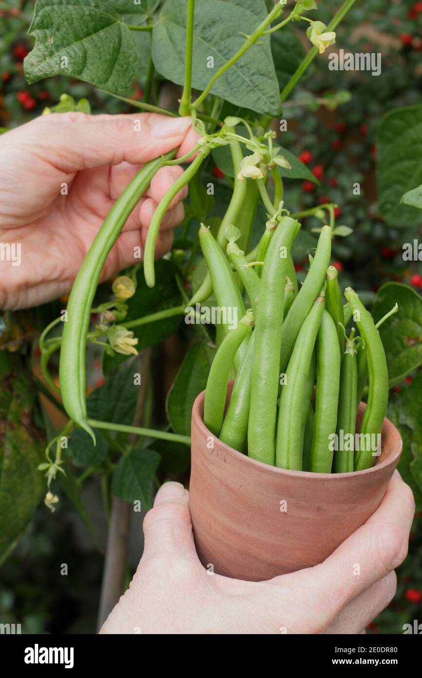 Raccolta Phaseolus vulgaris 'Mamba'. Donna che raccoglie i fagioli francesi coltivati in una pentola di argilla in un terreno vegetale di giardino posteriore. REGNO UNITO Foto Stock