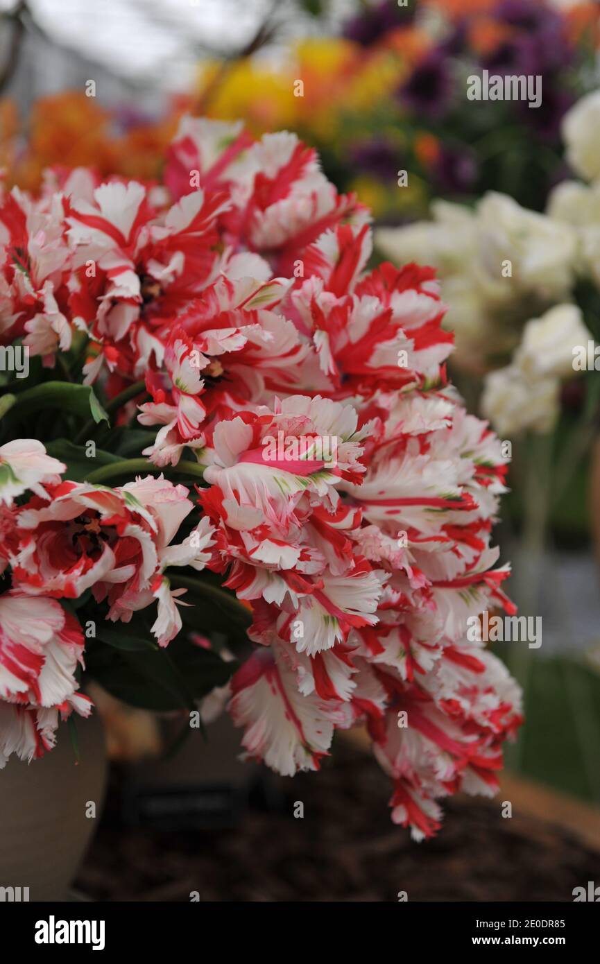 Un bouquet di tulipani di pappagalli rossi e bianchi (Tulipa) Estella Rijnveld in una pentola di terracotta su una mostra in Maggio Foto Stock