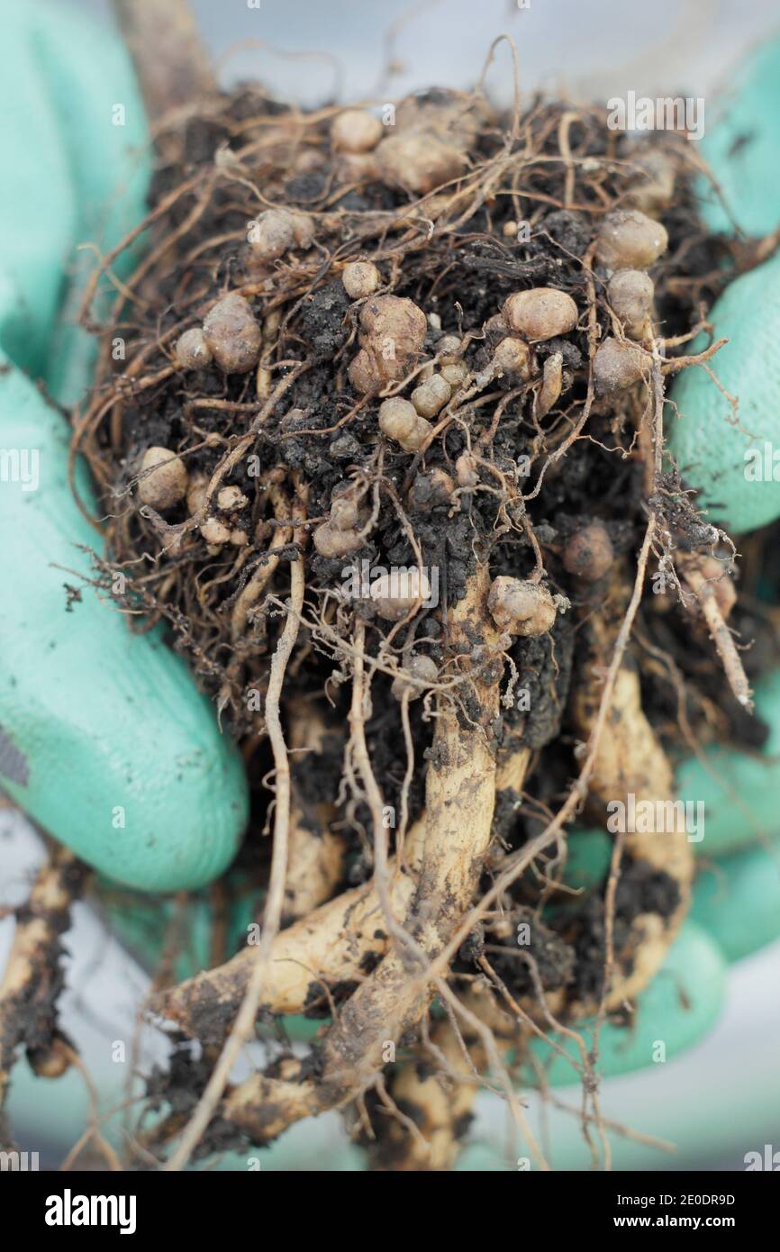Fissazione dell'azoto. Noduli di fissaggio dell'azoto nel sistema di radice di una pianta di fagiolo di corridore sviluppata in relazione simbiotica con i batteri del suolo, rizobia. Foto Stock