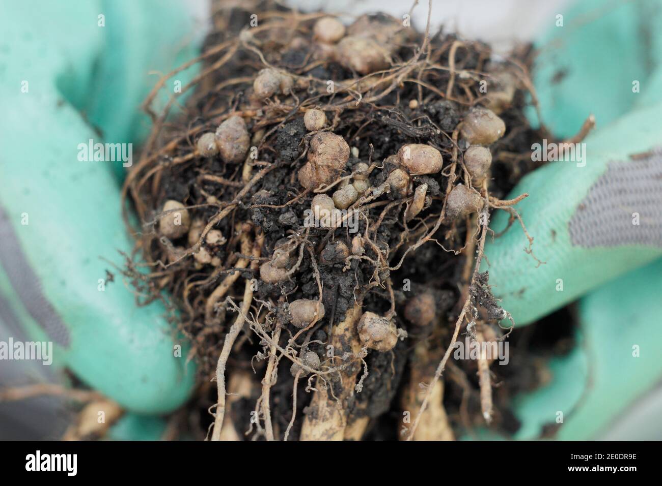 Fissazione dell'azoto. Noduli di fissaggio dell'azoto nel sistema di radice di una pianta di fagiolo di corridore sviluppata in relazione simbiotica con i batteri del suolo, rizobia. Foto Stock