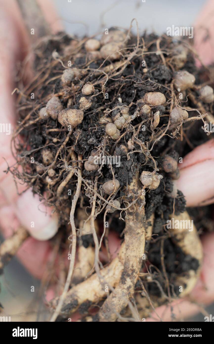 Fissazione dell'azoto. Noduli di fissaggio dell'azoto nel sistema di radice di una pianta di fagiolo di corridore sviluppata in relazione simbiotica con i batteri del suolo, rizobia. Foto Stock