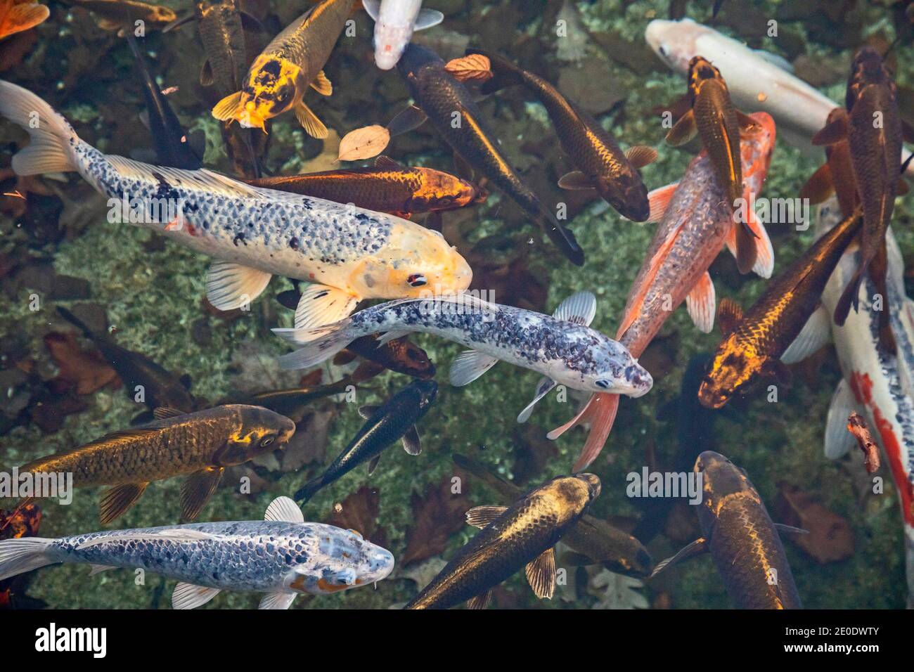 Detroit, Michigan - Koi nuotare nel Lily Pond presso l'Ann Scripps Whitcomb Conservatory e Belle Isle Aquarium. Foto Stock