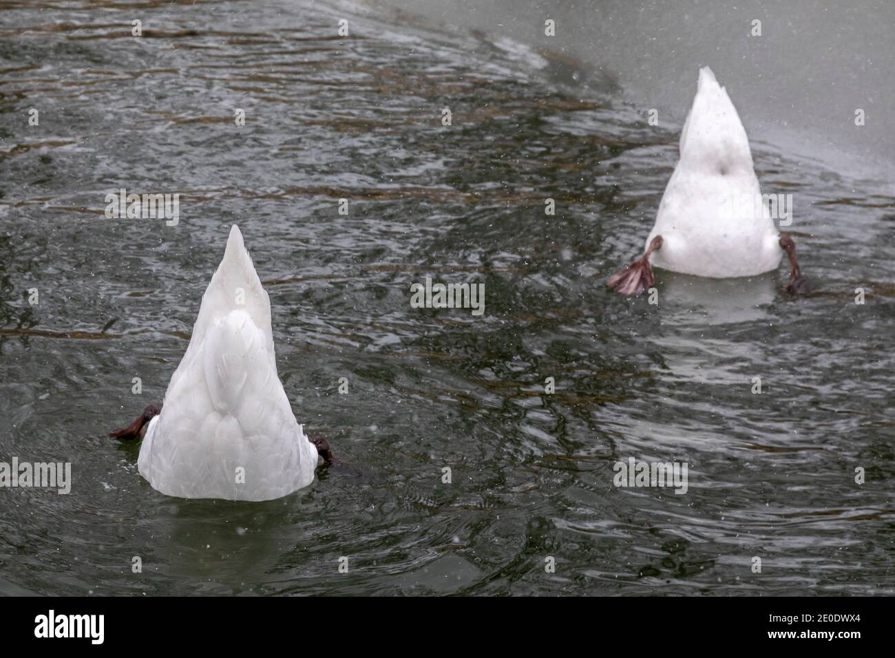 Detroit, Michigan - Cigni muti (Cygnus olor) che si nutrono nel lago Muskoday parzialmente congelato su Belle Isle, un parco nel fiume Detroit. Foto Stock