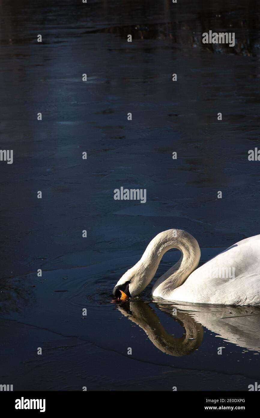 Elegante cigno bianco neve con perfetto riflesso nuotando su un lago blu scuro e ghiacciato. Foto Stock