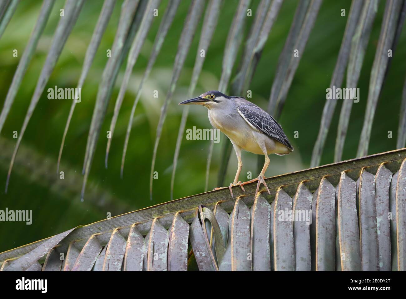 Un airone striato adulto (Butorides striata) appollaiato in un albero sull'atollo di Alphonse, Seychelles Foto Stock