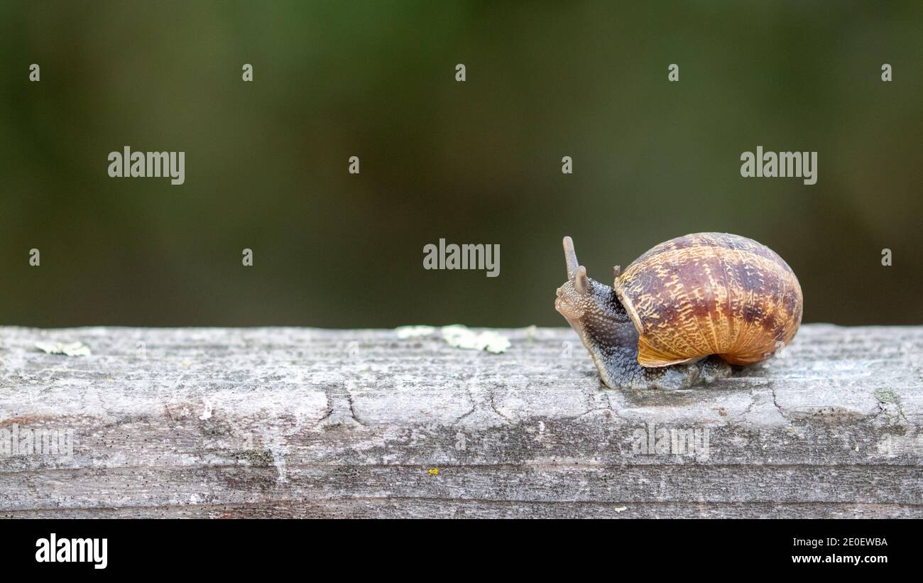 Snail Close Up Foto Stock