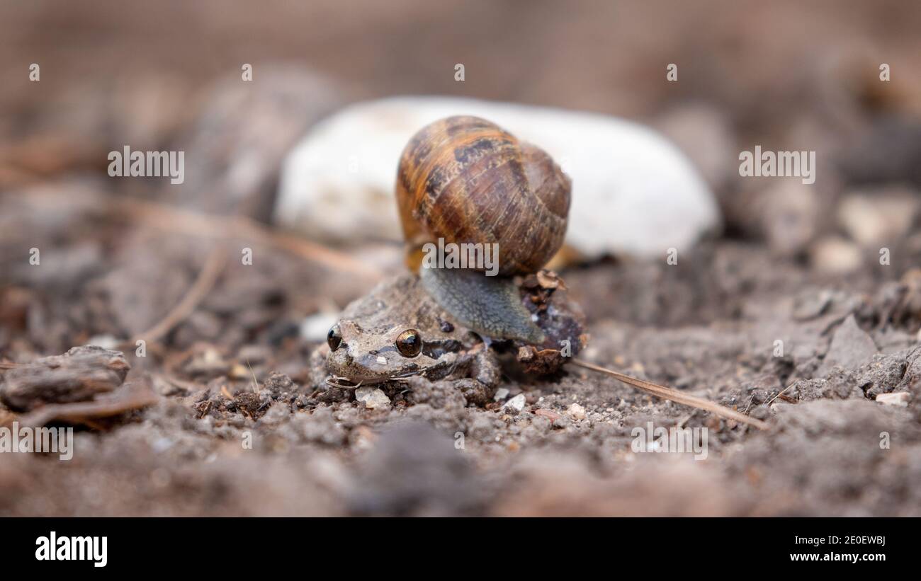 Snail Close Up Foto Stock