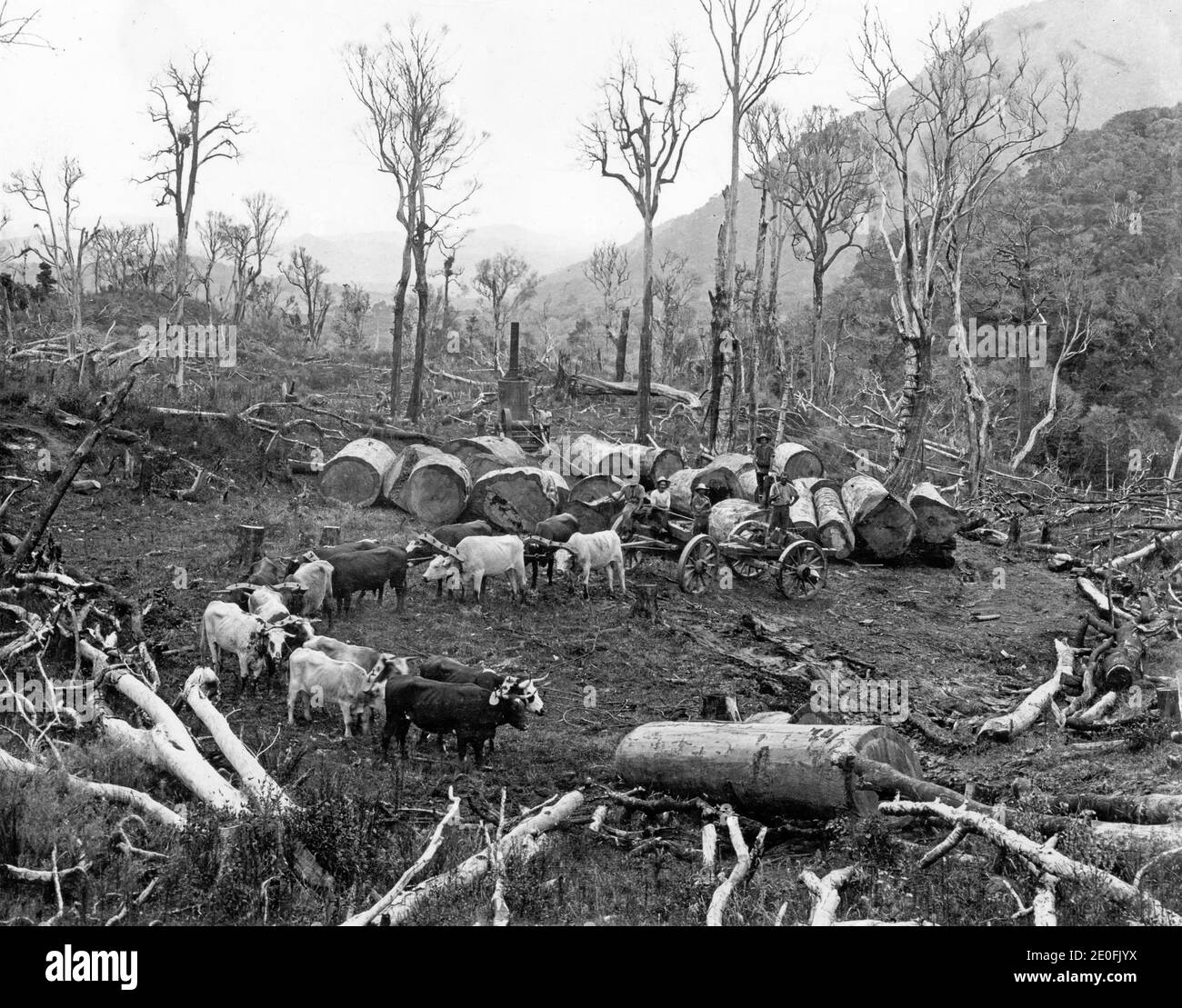 Una squadra di bullock al lavoro nelle foreste kauri della Nuova Zelanda, circa 1900, karting kauri si disconnette dalla foresta. Foto Stock