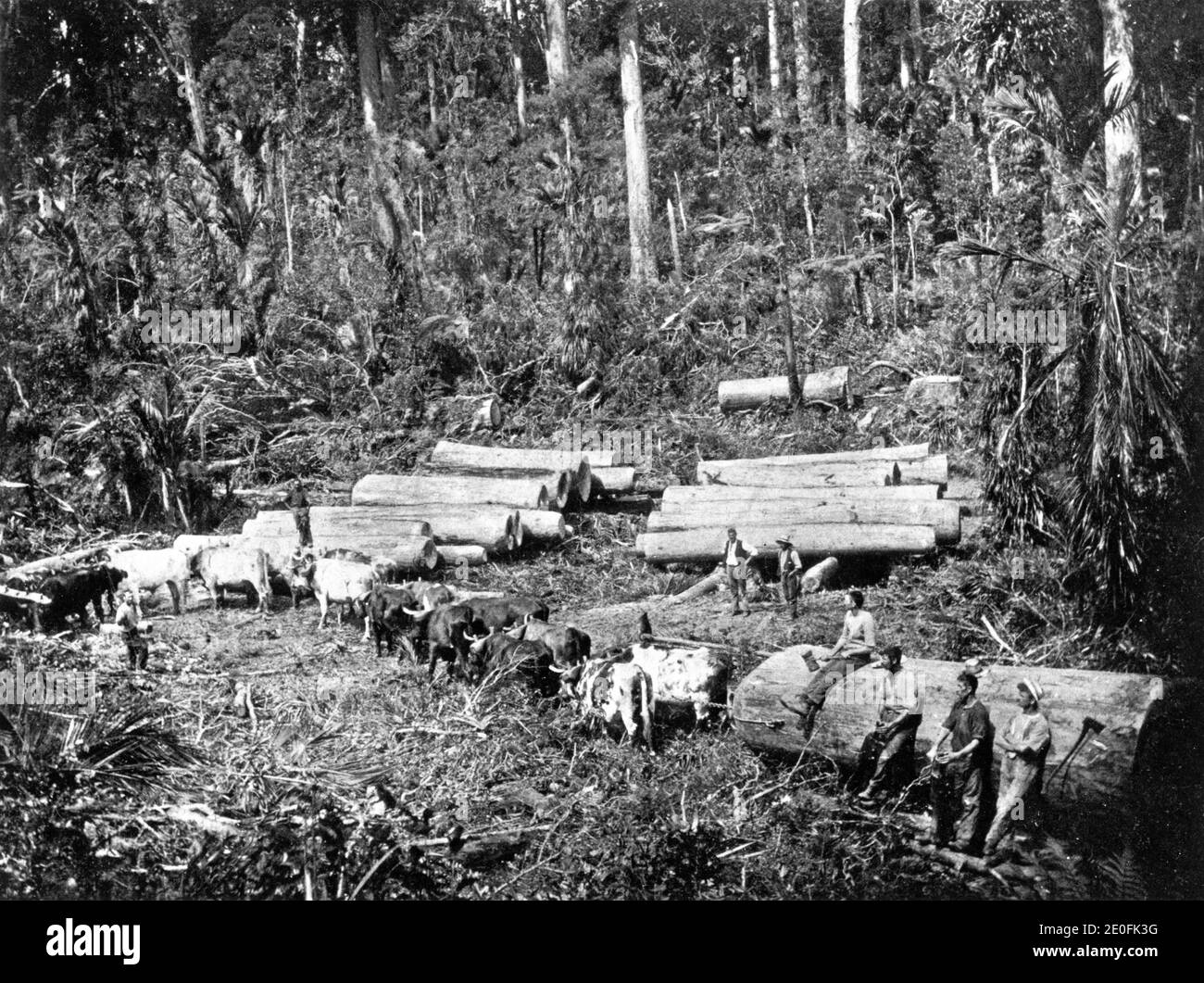 Una squadra di bullock al lavoro nelle foreste kauri della Nuova Zelanda, circa 1900, karting kauri logs lungo un tram per le piste a Parker e Lamb's Working, Matakohe Foto Stock