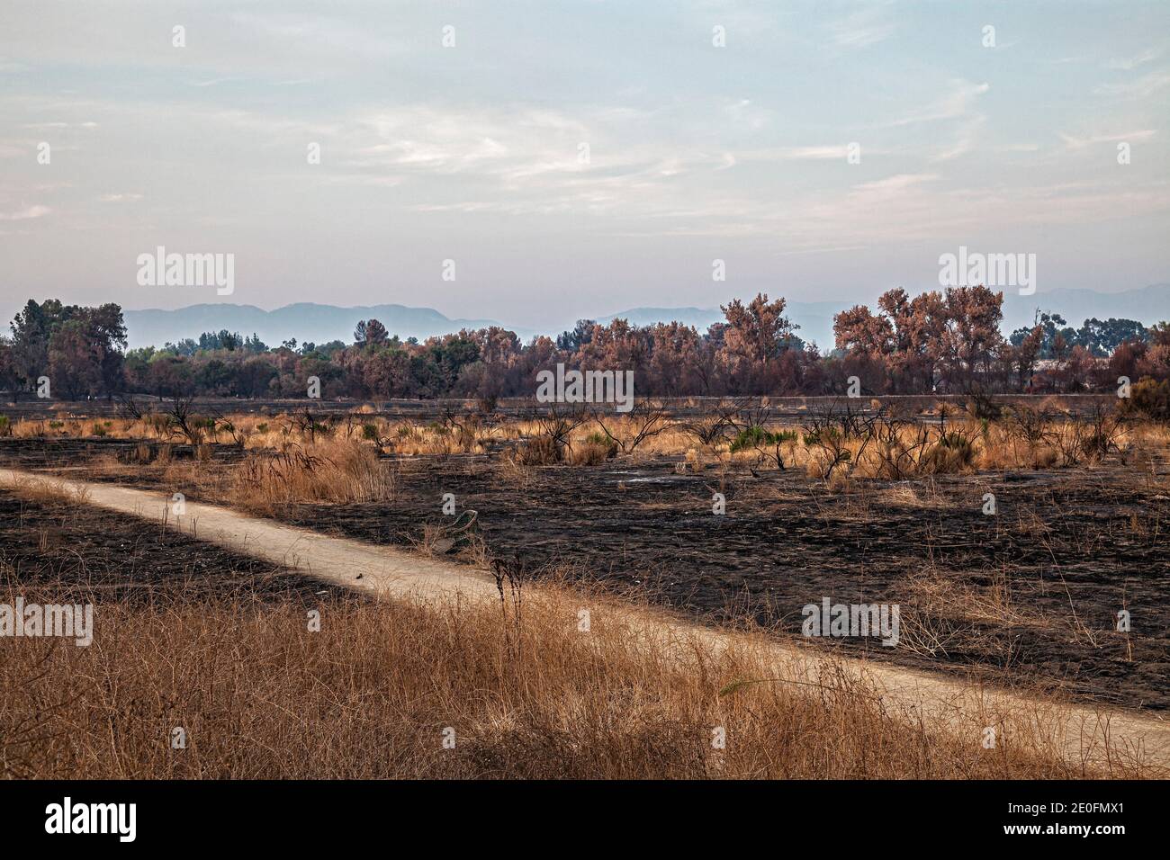 Piante bruciate e arbusti da fuoco selvatico del 2019 nella Sepulveda Basin Recreation Area, Los Angeles, California, USA Foto Stock