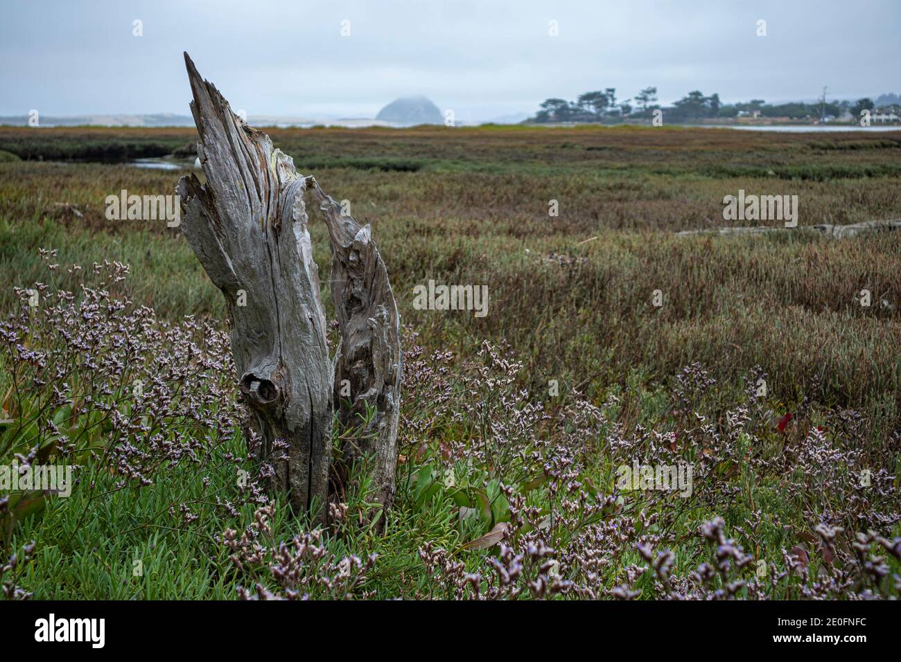 Il dead treet si trova nella riserva naturale di Sweet Springs, nel Baywood Park, nella contea di San Luis Obispo, in California, Stati Uniti Foto Stock
