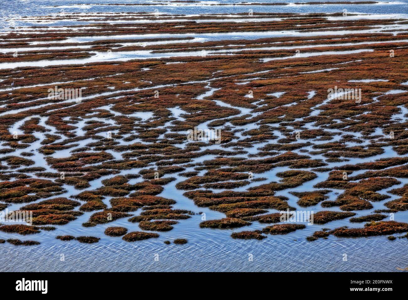 Vista della baia di Morro e della roccia di Morro dalla foresta di Elfin, il parco di Baywood, la contea di San Luis Obispo, la California, gli Stati Uniti Foto Stock