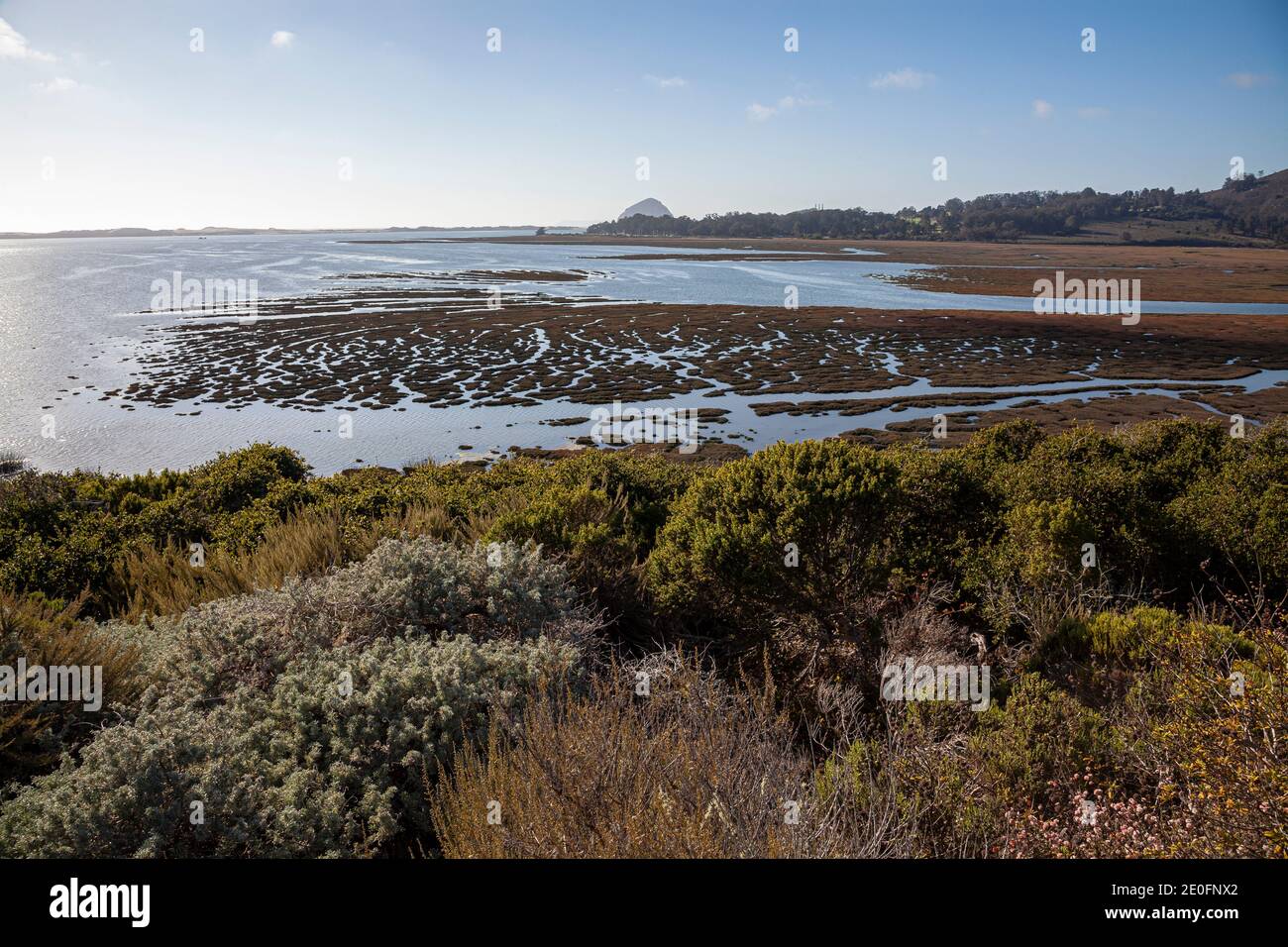 Vista della baia di Morro e della roccia di Morro dalla foresta di Elfin, il parco di Baywood, la contea di San Luis Obispo, la California, gli Stati Uniti Foto Stock