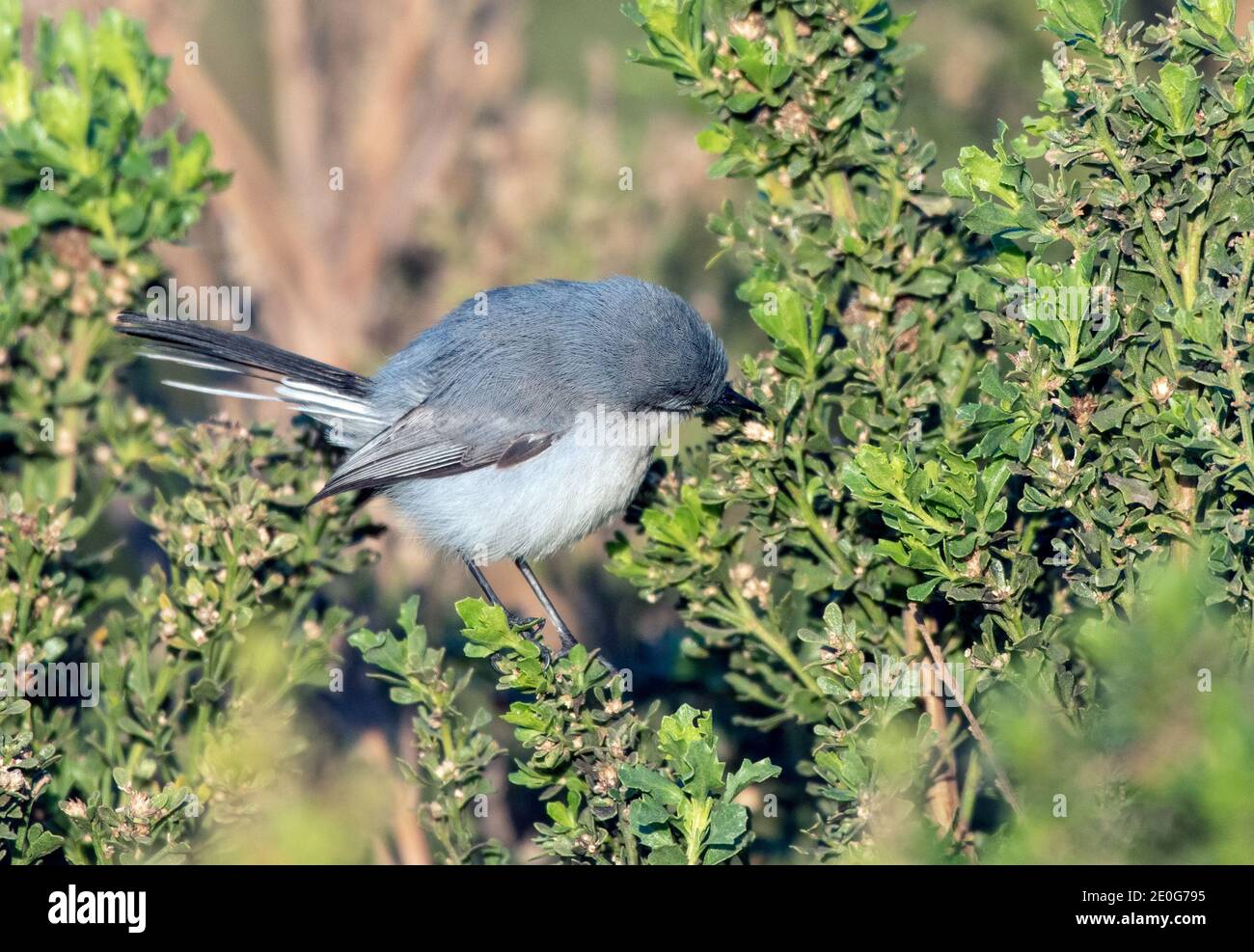 Carino Blue Grey Gnatcatcher uccello appollaiato sulla macchia estuario mentre si raggiunge nei rami con il suo becco per bug da mangiare. Foto Stock