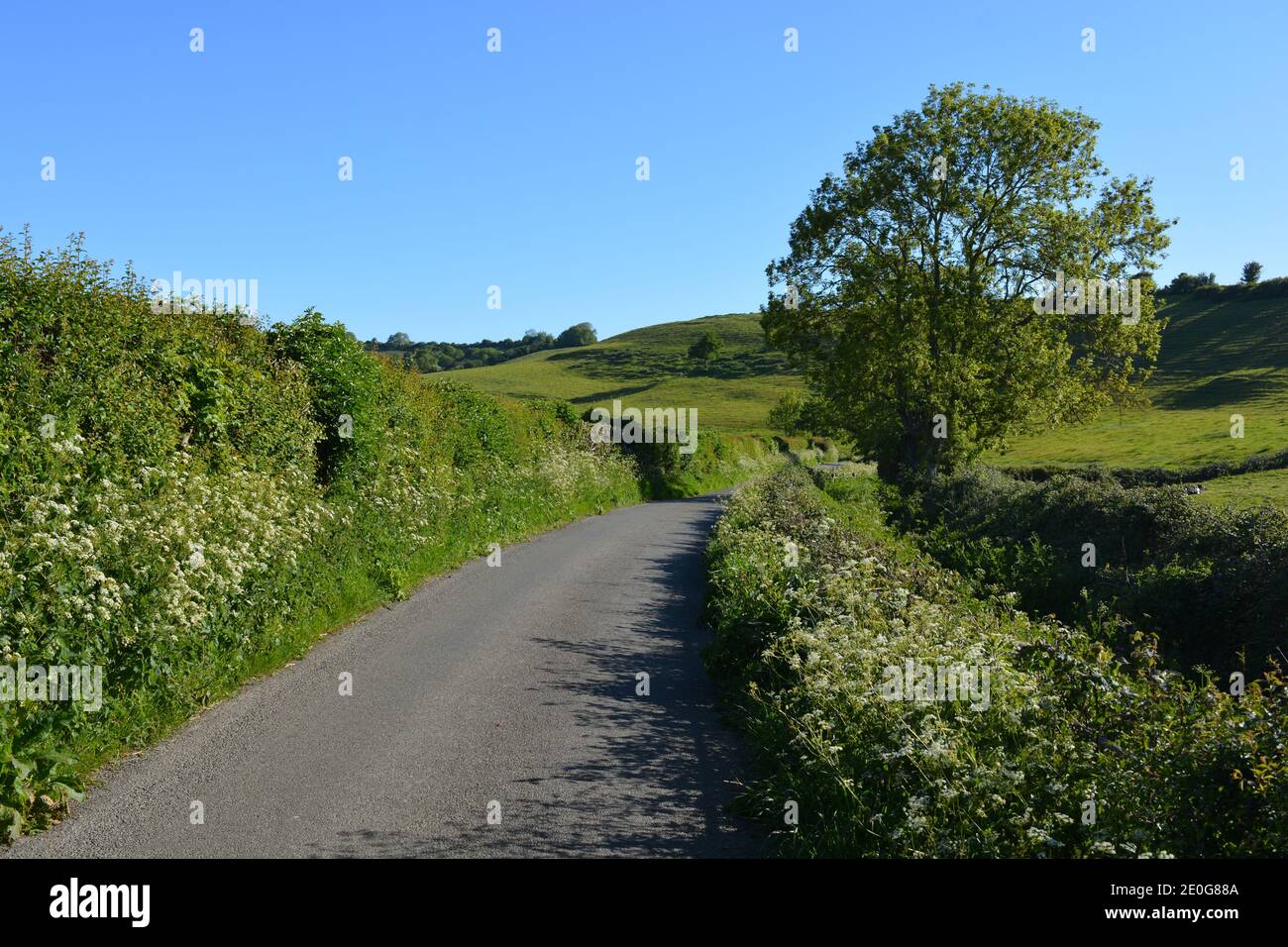 Vicolo rurale all'inizio dell'estate con fiori selvatici nelle siepi, vicino a Poyntington, Sherborne, Dorset, Inghilterra Foto Stock