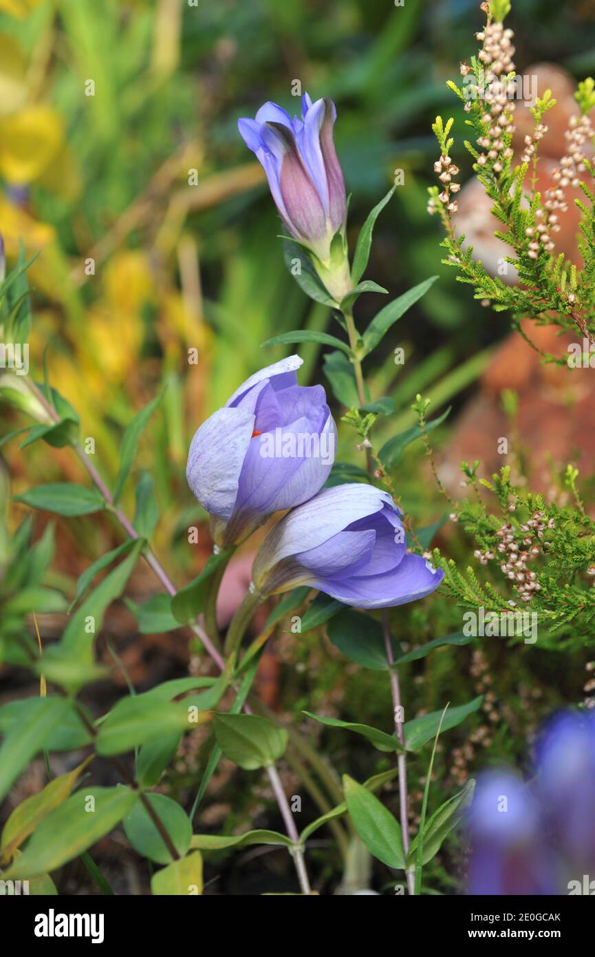 Autunno fioritura violetta Crocus speciosus Conqueror e Gentiana scabra fioritura In un giardino nel mese di ottobre Foto Stock