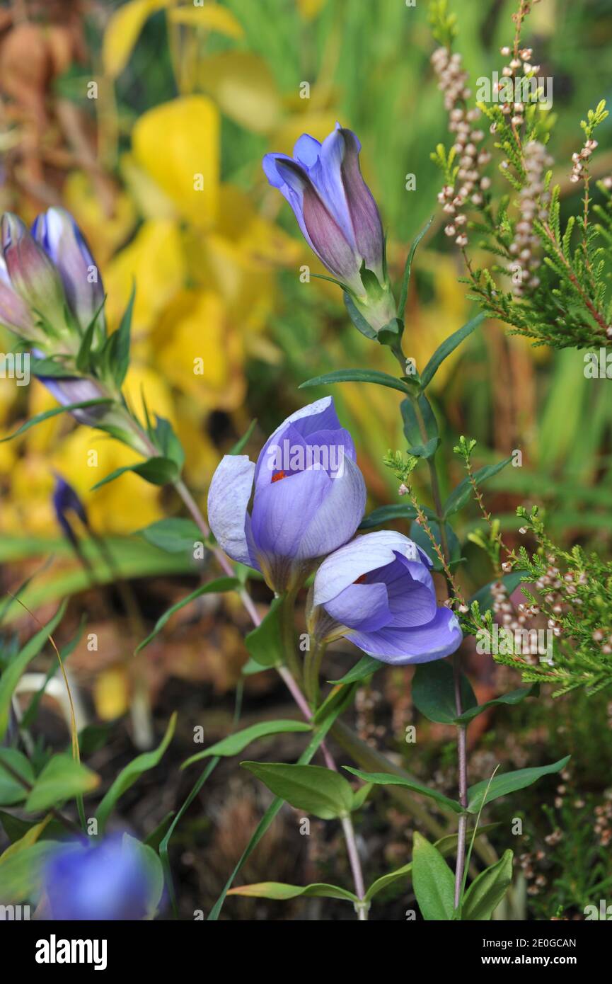 Autunno fioritura violetta Crocus speciosus Conqueror e Gentiana scabra fioritura In un giardino nel mese di ottobre Foto Stock