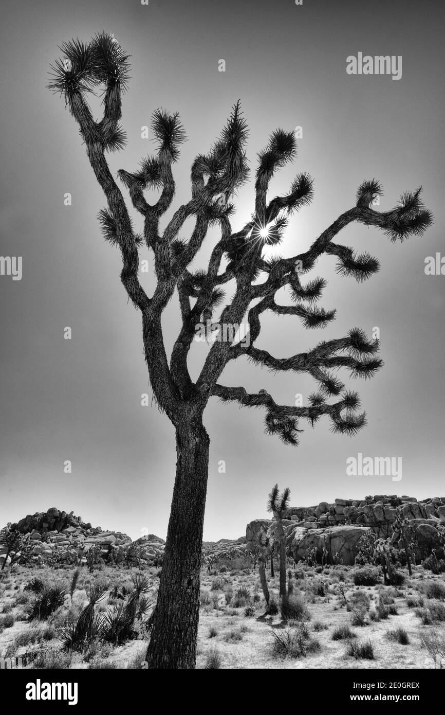 Giosuè Tree Silhouette - Yucca brevifolia Foto Stock