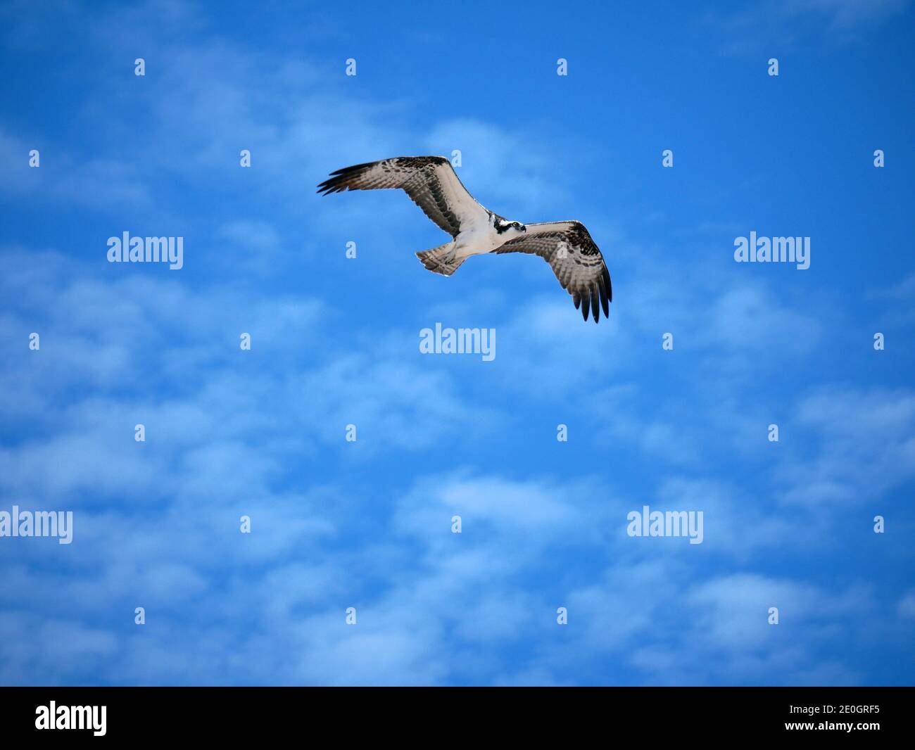 Volare Osprey, Pandion haliaetus Foto Stock