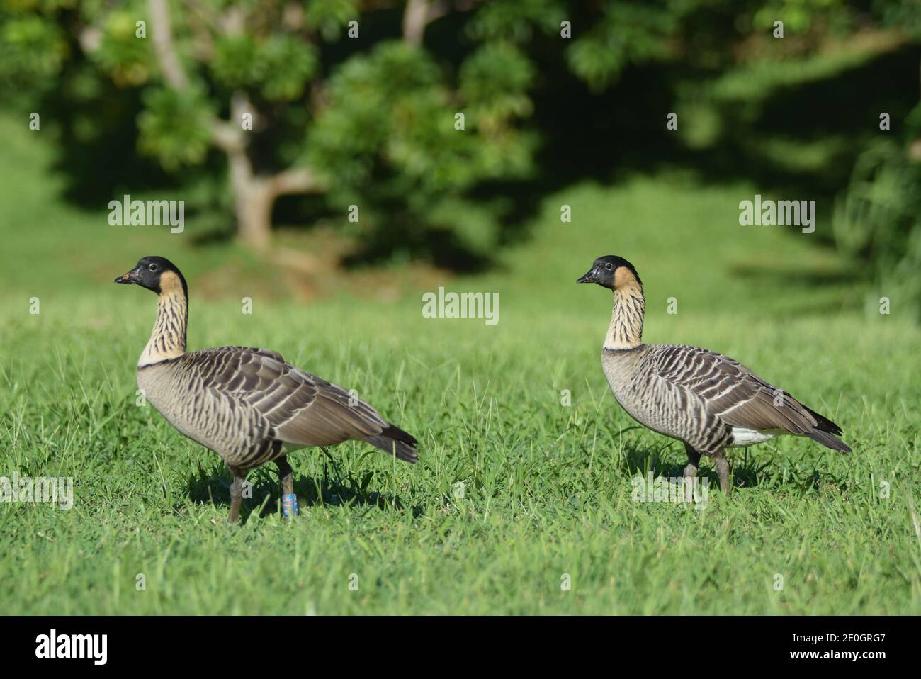 Hawaian Nene Bird Goose - Branta sandvicensis Foto Stock