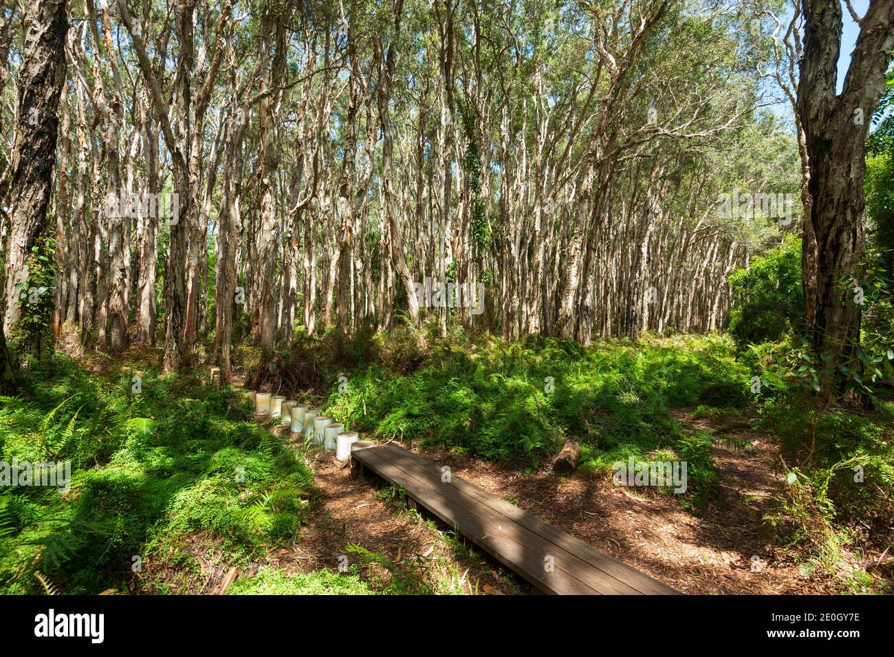 Il pittoresco Paperbark Forest Boardwalk, Agnes Water, vicino alla città di Seventeen Settanta (1770), Queensland, QLD, Australia Foto Stock