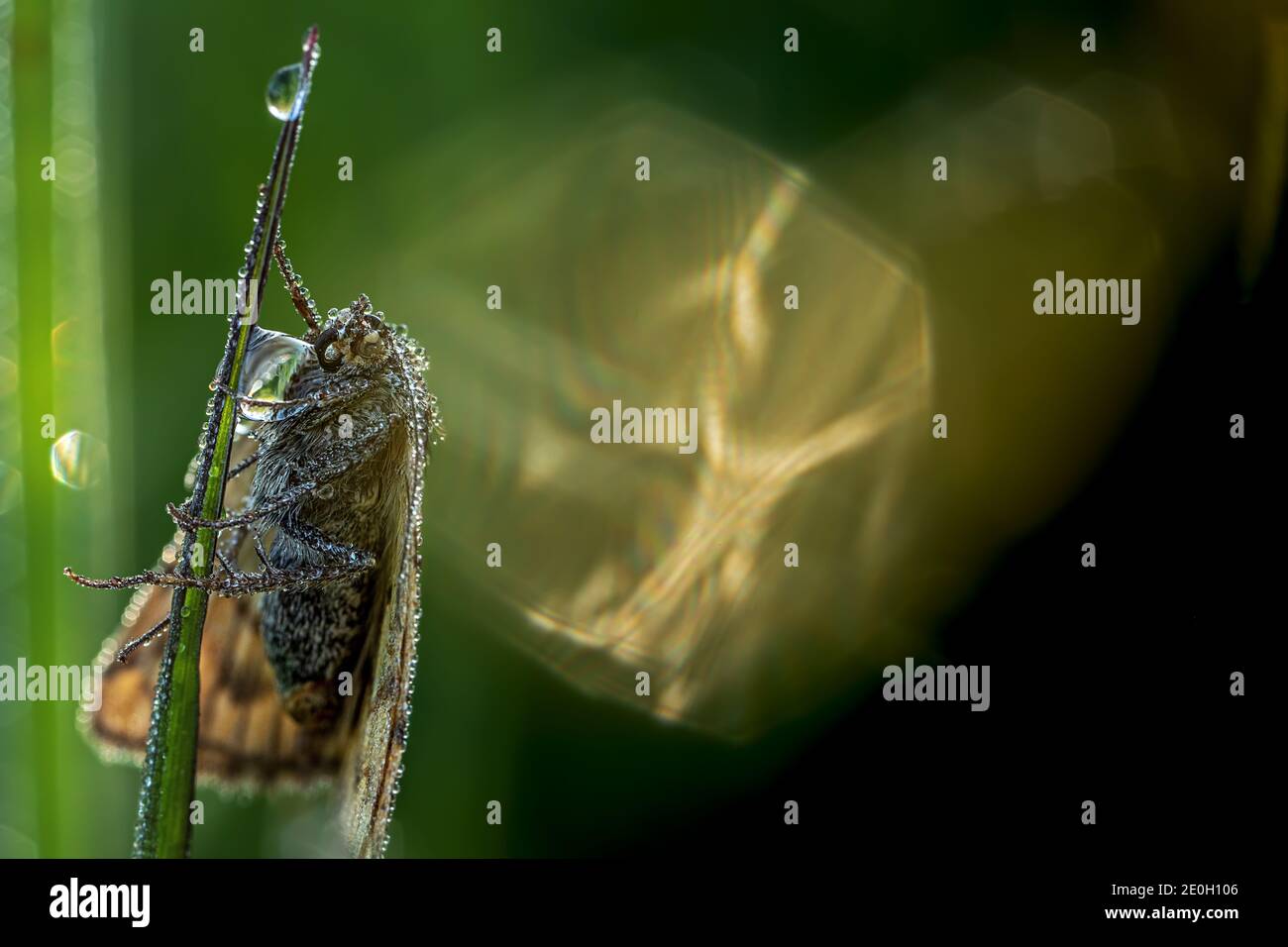 macro shot estremi di una farfalla piena di gocce di rugiada Foto Stock