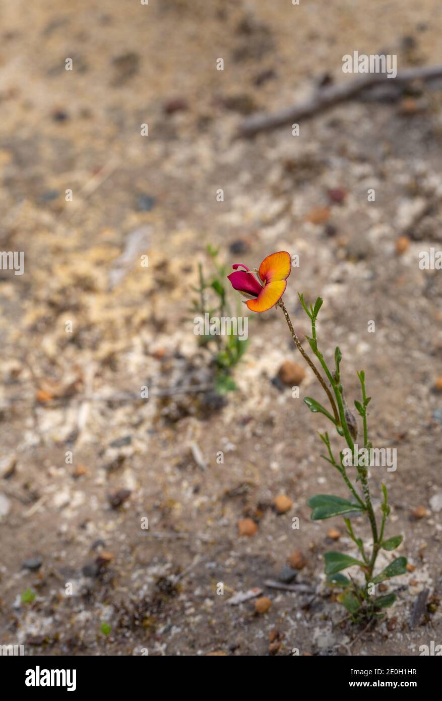 Il Bonnet in fiore (Isotropis cuneifolia) In habitat naturale vicino a Nannup nell'Australia Occidentale Foto Stock