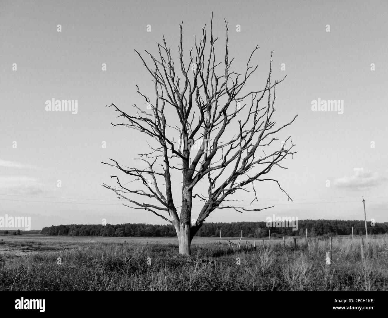 Albero morto appassito nel campo Foto Stock