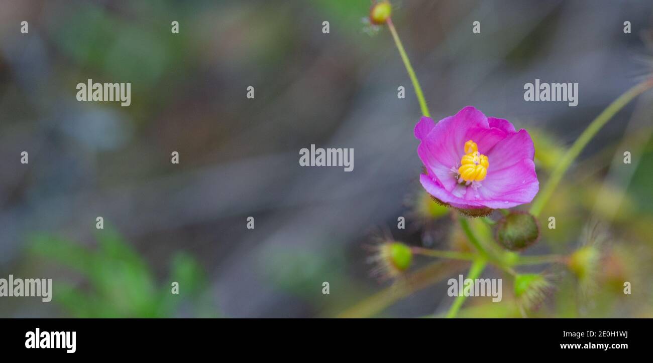 Fiore rosa di Drosera indumenta, una pianta carnivora della famiglia Sundew, visto a nord di Augusta nell'Australia occidentale Foto Stock