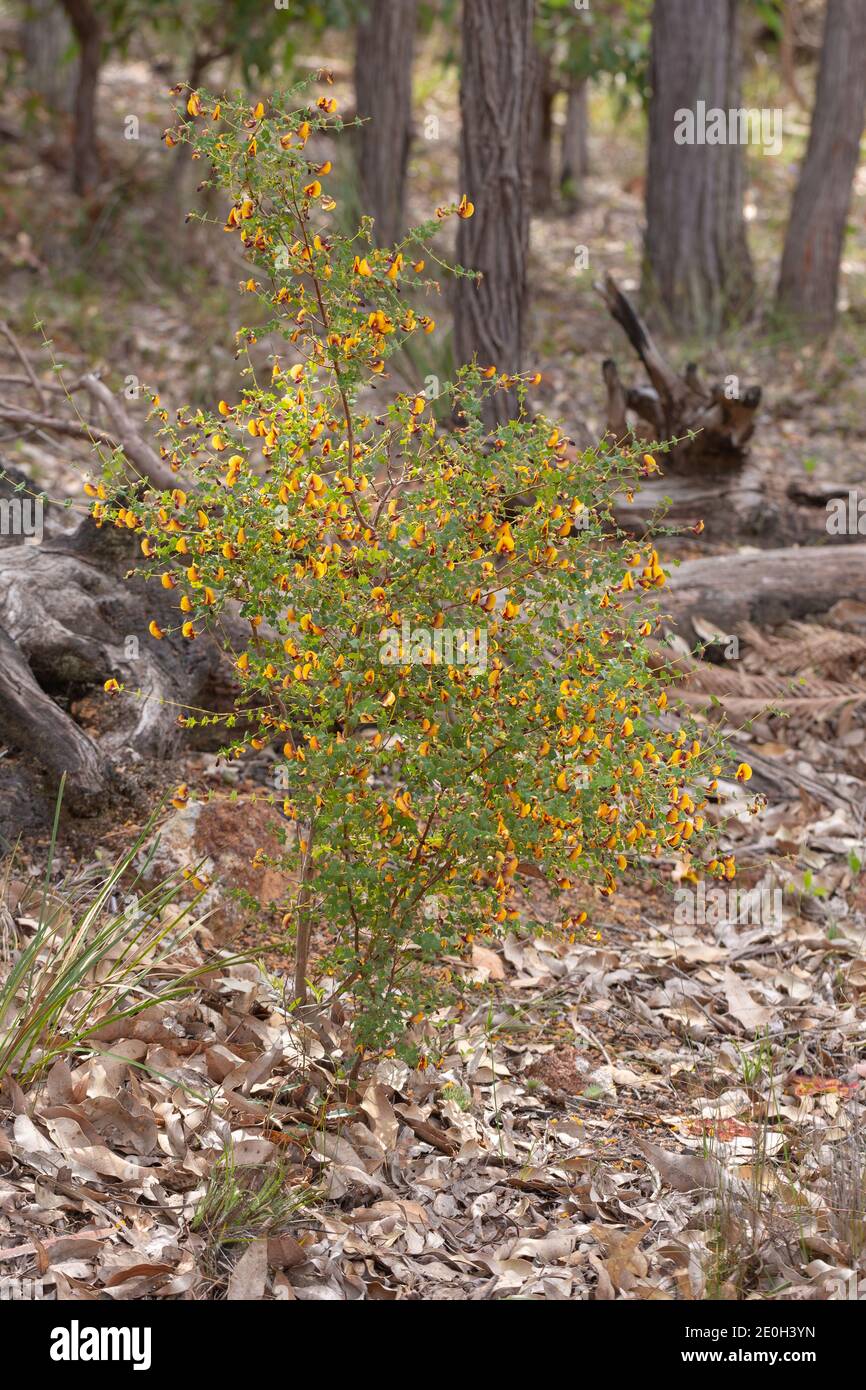 La bellissima macchia d'acqua (Bossiaea aquifolium) con fiori arancioni/gialli vicino a Waroona, visto da un lato Foto Stock