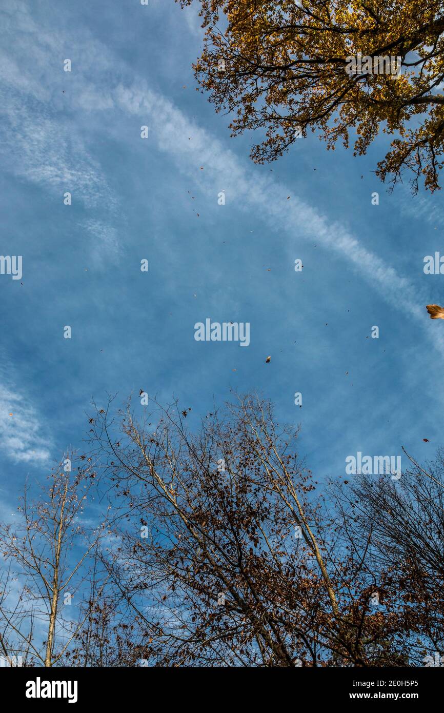 Cadere foglie da un albero vicino alla foresta Foto Stock