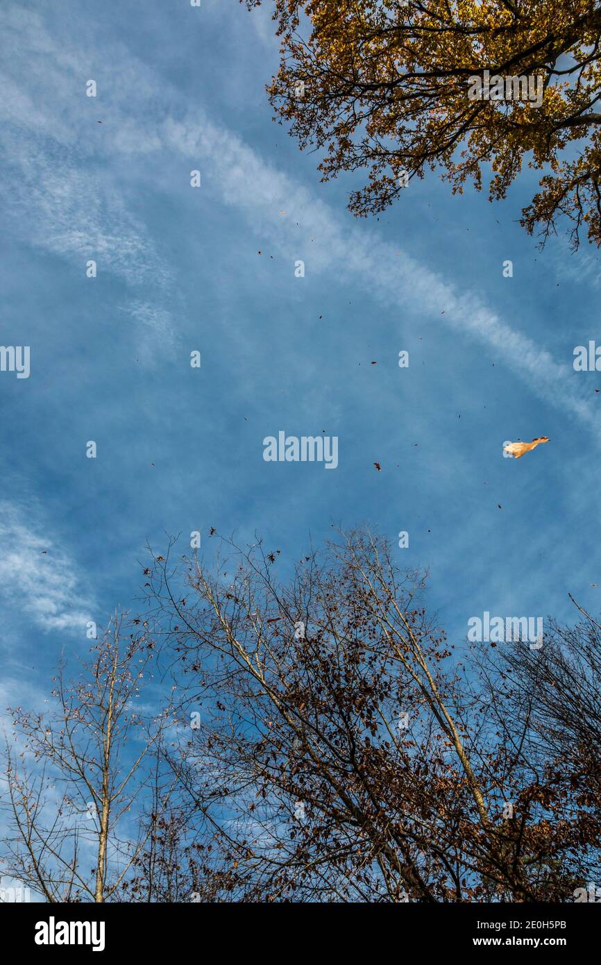 Cadere foglie da un albero vicino alla foresta Foto Stock