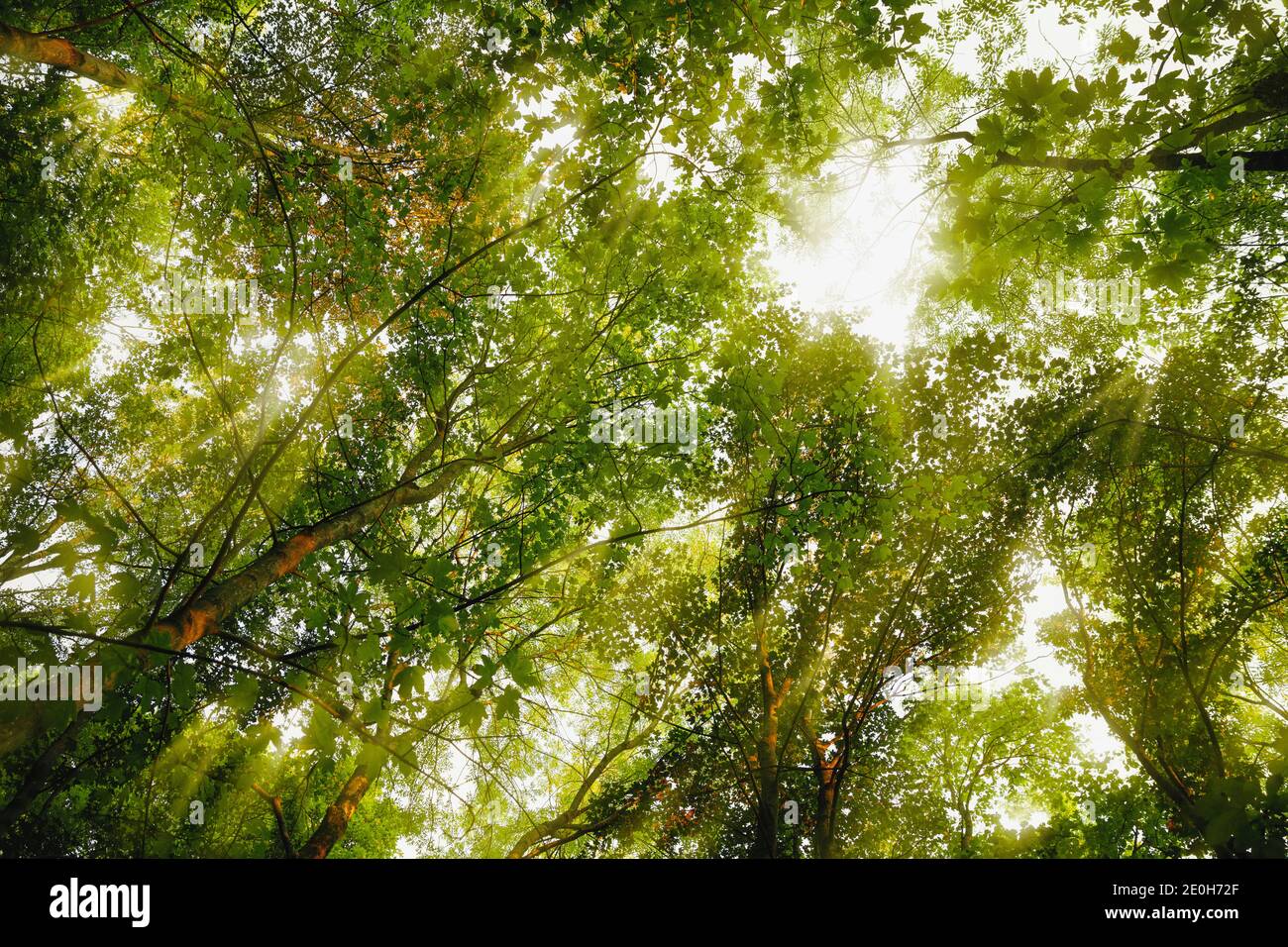 Sole che illumina le cime verdi Foto Stock