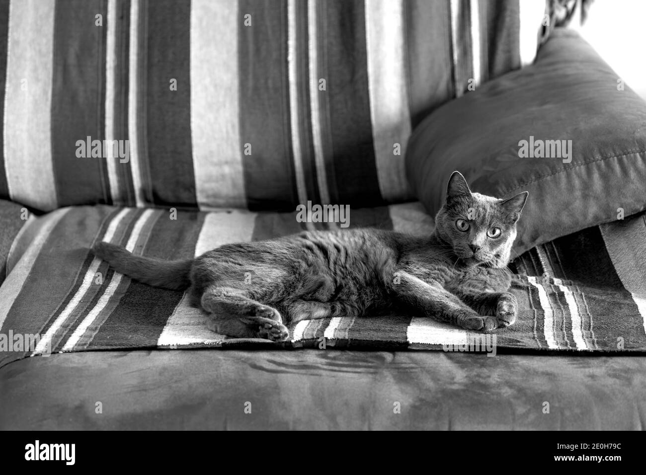 gatto adulto catturato dormire sul divano. Foto Stock