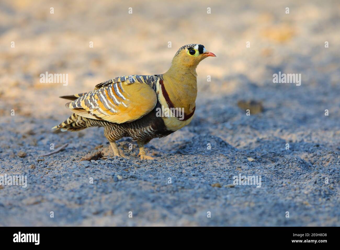 Un uomo adulto dipinto Sandgrouse (Pterocles indicus) che alimenta e cammina all'aperto vicino al Grande Rann di Kutch, Gujarat, India Foto Stock