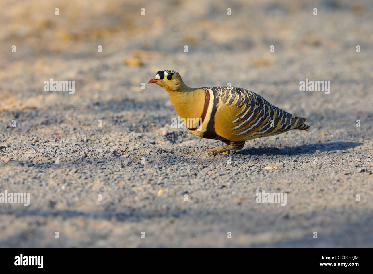 Un uomo adulto dipinto Sandgrouse (Pterocles indicus) che alimenta e cammina all'aperto vicino al Grande Rann di Kutch, Gujarat, India Foto Stock