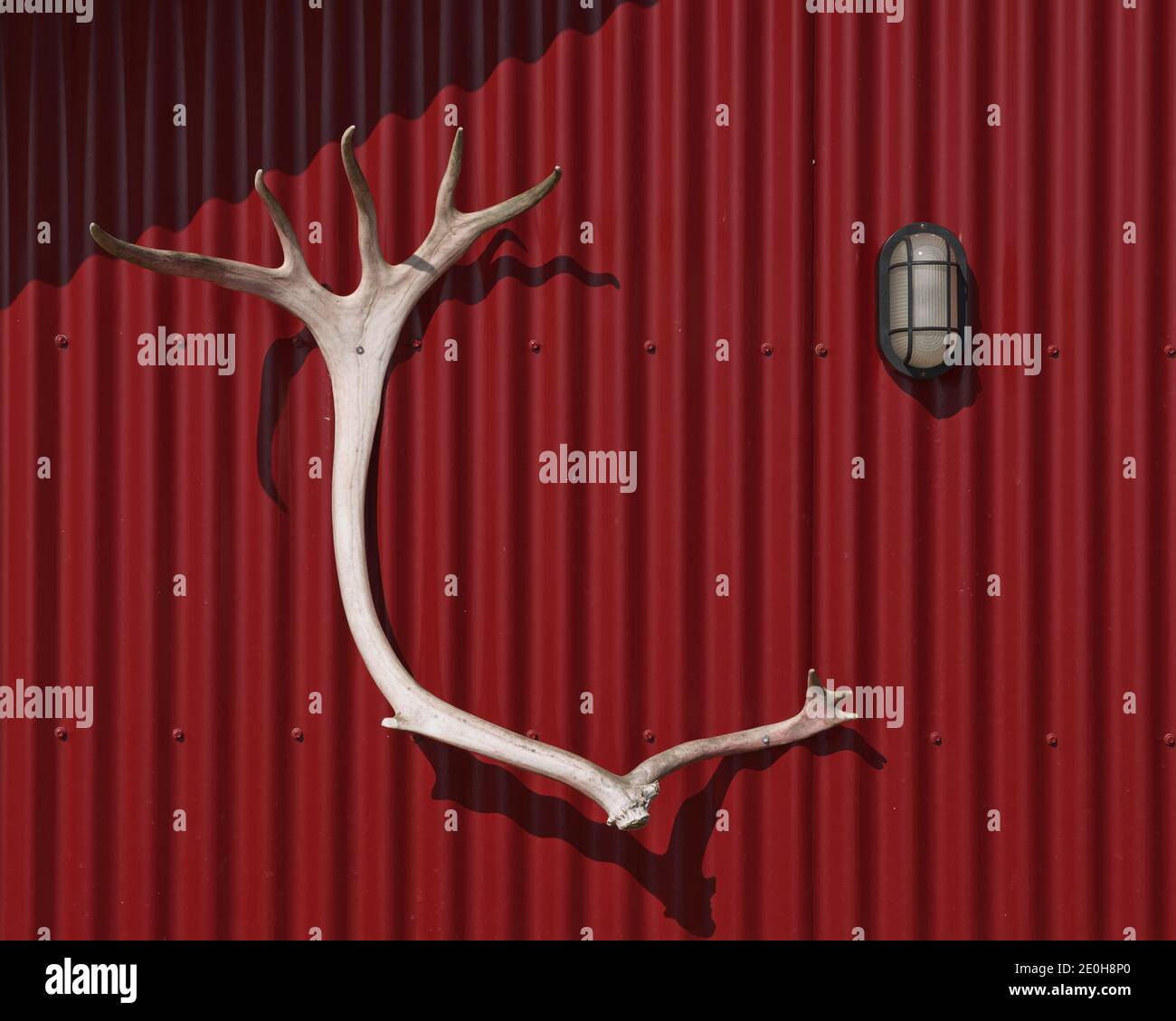 Antlers come un trofeo di caccia impiccato su un muro di cabina rosso. Foto Stock