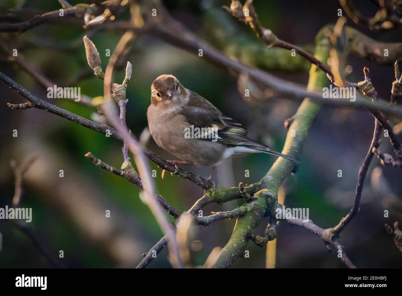 Chaffinch che riposa in rami di albero Foto Stock