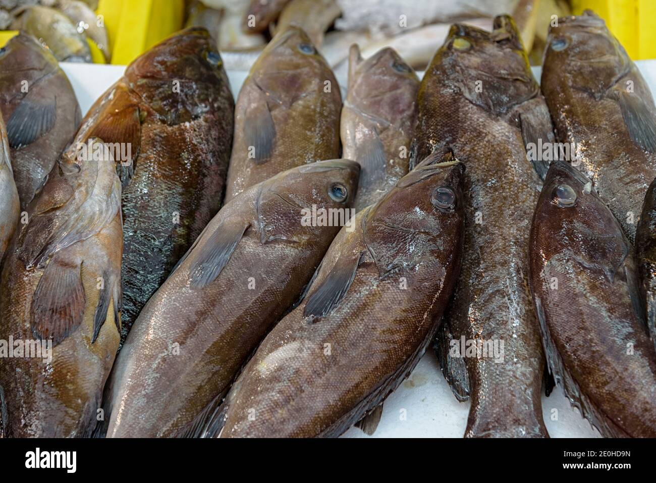 Locus, Stone Perch, Reef Cod, Dakar, Epinephelus è un genere di pesci della famiglia Serranidae che si trovano negli oceani Atlantico, Indiano, Pacifico. Mercato di pesce in Foto Stock